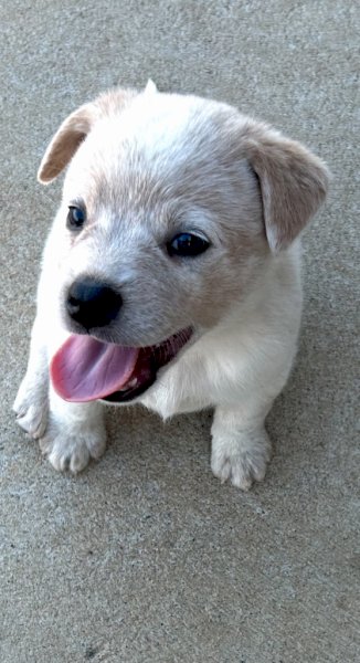 Blue Heeler and Red Heeler Puppies
