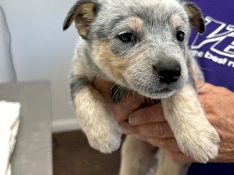 Blue Heeler and Red Heeler Puppies
