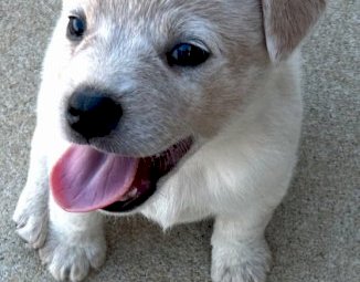 Blue Heeler and Red Heeler Puppies