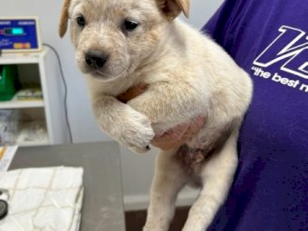 Blue Heeler and Red Heeler Puppies
