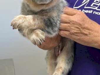 Blue Heeler and Red Heeler Puppies