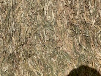 500 m/t Barley Hay 8x4x3 Bales
