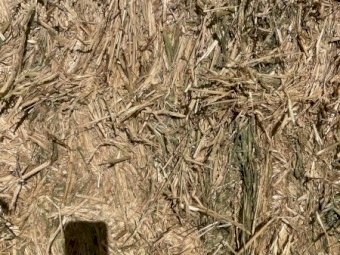 500 m/t Barley Hay 8x4x3 Bales