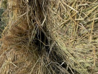 130 X Oaten Hay 5X4 Round Bales