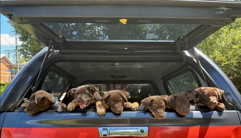 Red, Red & Tan and Chocolate & Tan Australian Kelpie Pups