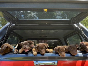 Red, Red & Tan and Chocolate & Tan Australian Kelpie Pups