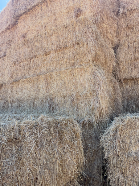 200mt Rye Grass Hay 500kg 8x4x3 Bales