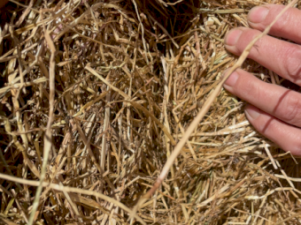 200mt Lucerne and Rye Hay 600kg 8x4x3 Bales