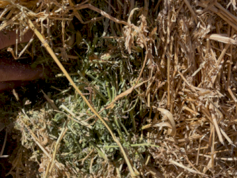 60mt Lucerne Hay 600-640kg 8x4x3 Bales