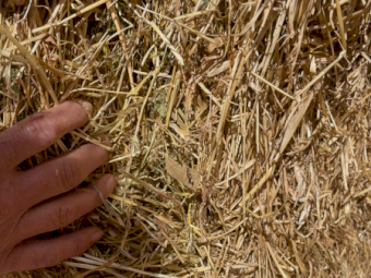 200mt Rye Grass and Clover Hay 500kg 8x4x3 Bales