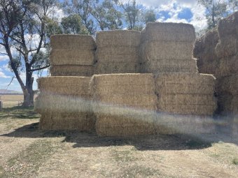 Wheaten Hay