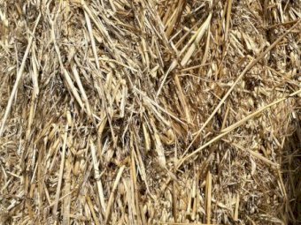 350mt Oaten Hay 550kg 8x4x3 Bales