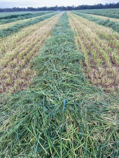 400 x Barley Hay 4x4 Rolls