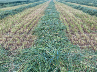 400 x Barley Hay 4x4 Rolls