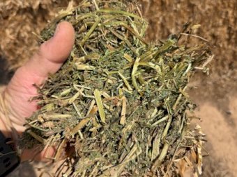 Vetch Hay 8x4x3 Bales