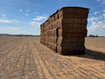 Vetch Hay 8x4x3 Bales