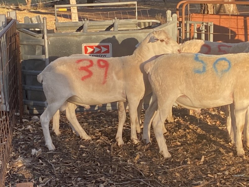 Australian White Rams