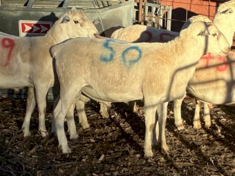 Australian White Rams