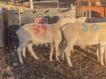 Australian White Rams