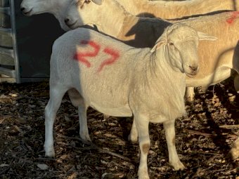 Australian White Rams