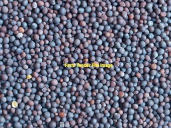 50 mt Morava Vetch Seed