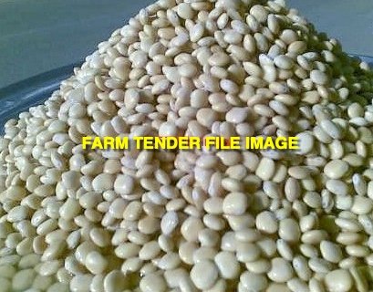 27mt Luxor Albus Lupins