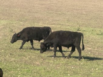 16 x Angus Steers