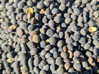 10 mt Popany Vetch Seed