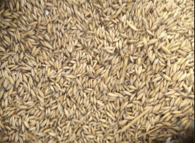 20mt Goldie Oats