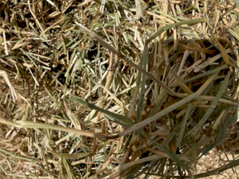 800 x Pasture Hay 500kg 5x4 Rolls