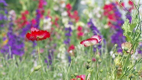 WANTED Flower Farming