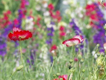 WANTED Flower Farming