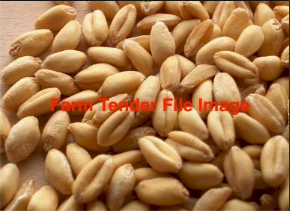 5MT Rockstar Wheat Seed