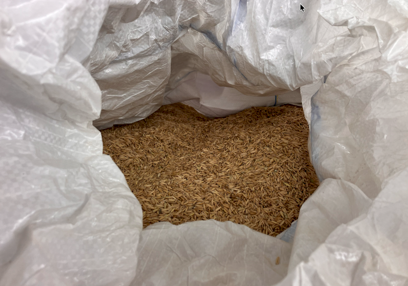 18mt Grazing / Hay Oat Seed