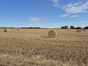 150 Oaten straw rolls 5 by 4 .