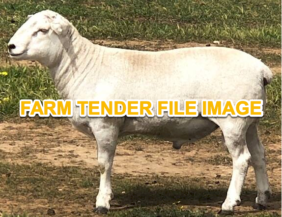 WANTED Aussie White Ram