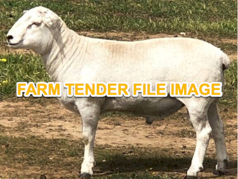 WANTED Aussie White Ram