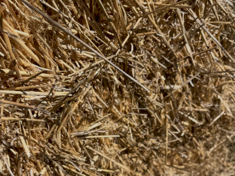 225mt Wheaten Straw 450kg 8x4x3 Bales