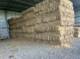 700 x Lucerne Hay Small Square bales