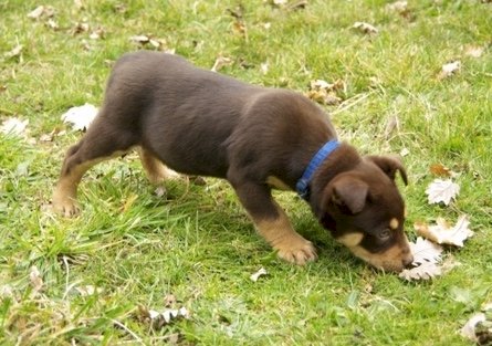 WANTED Female Red Kelpie Pup