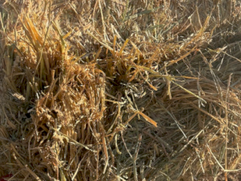 900mt Wheaten Hay 650-680kg 8x4x3 Bales