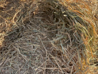 900mt Wheaten Hay 650-680kg 8x4x3 Bales