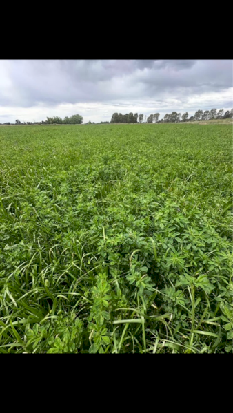 200 X Lucerne Rye Hay 4X4 Round Bales