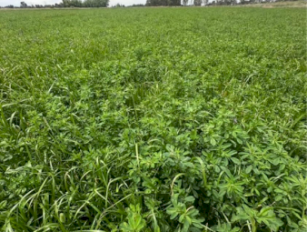 200 X Lucerne Rye Hay 4X4 Round Bales