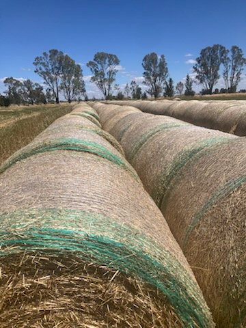 550 X Rye / Clover Hay Round Bales Mixture
