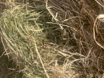 550 X Rye / Clover Hay Round Bales Mixture