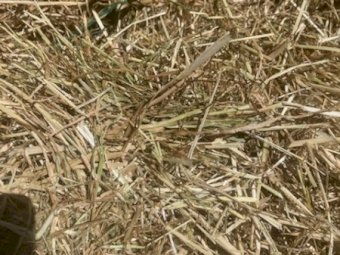 550 X Rye / Clover Hay Round Bales Mixture