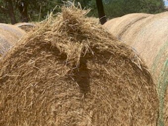 550 X Rye / Clover Hay Round Bales Mixture