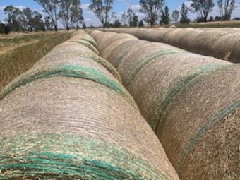 550 X Rye / Clover Hay Round Bales Mixture