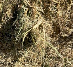 1000 mt Oaten/Rye Hay